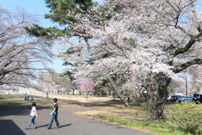 宇都宮大学と桜