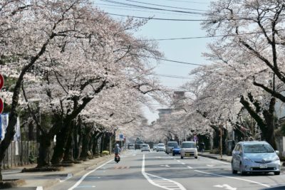 宇都宮大学と桜